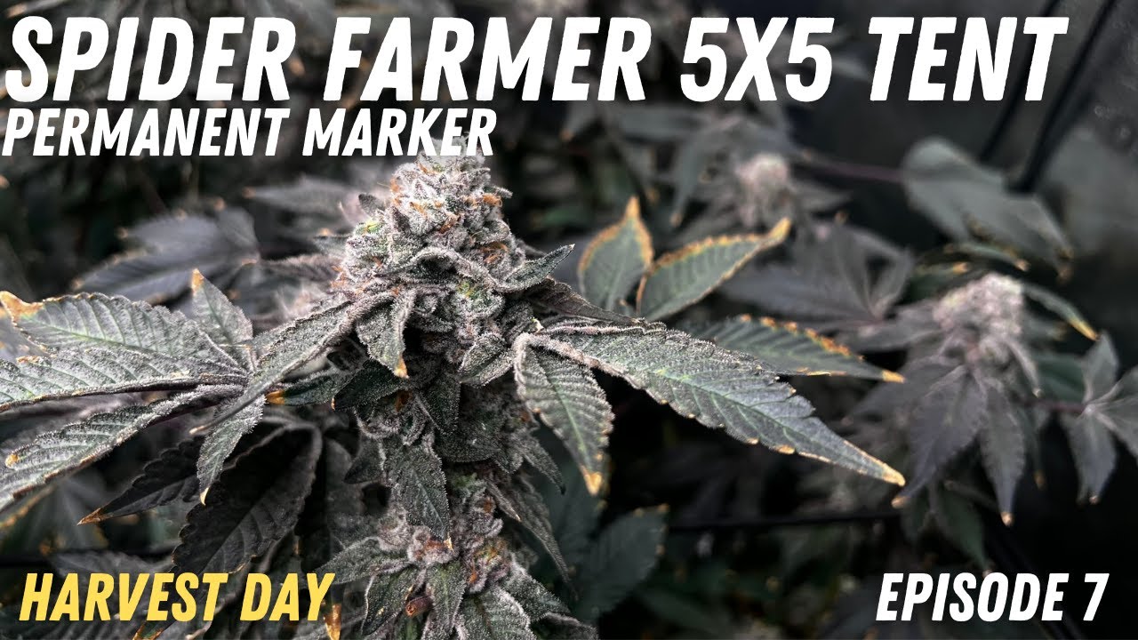 HARVEST DAY - Spider Farmer 5x5 Tent Ep 7