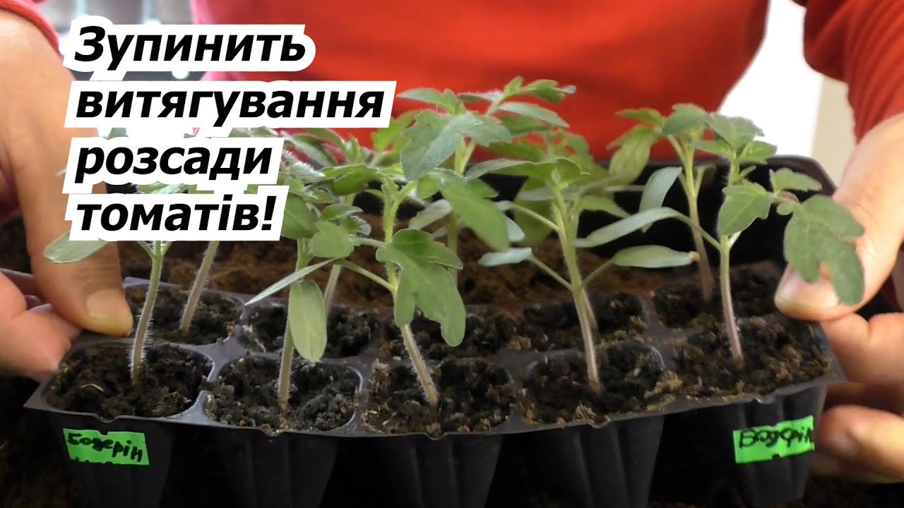 Розсада томатів в кімнаті не потягнеться- що зробити для цього.