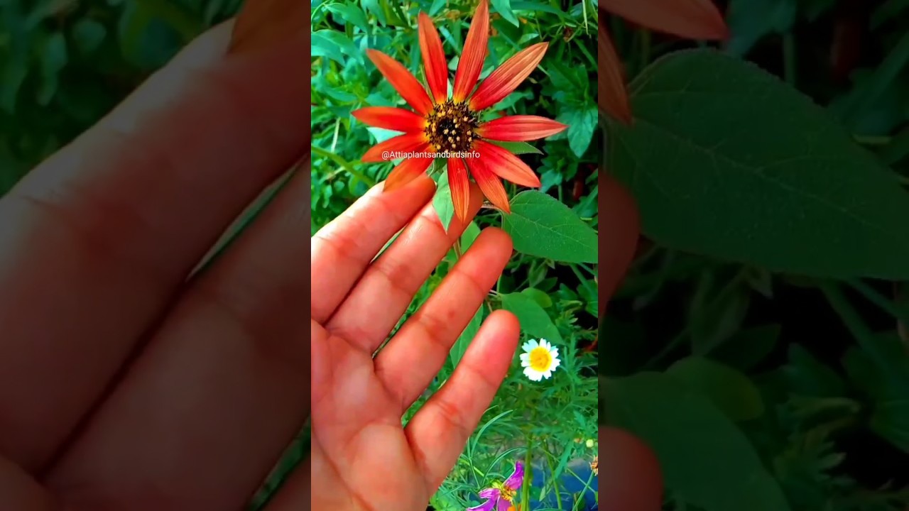 Red Color Sunflower Plant .Suraj Mukhiya.All Color and Variety of Sunflower Plants. 