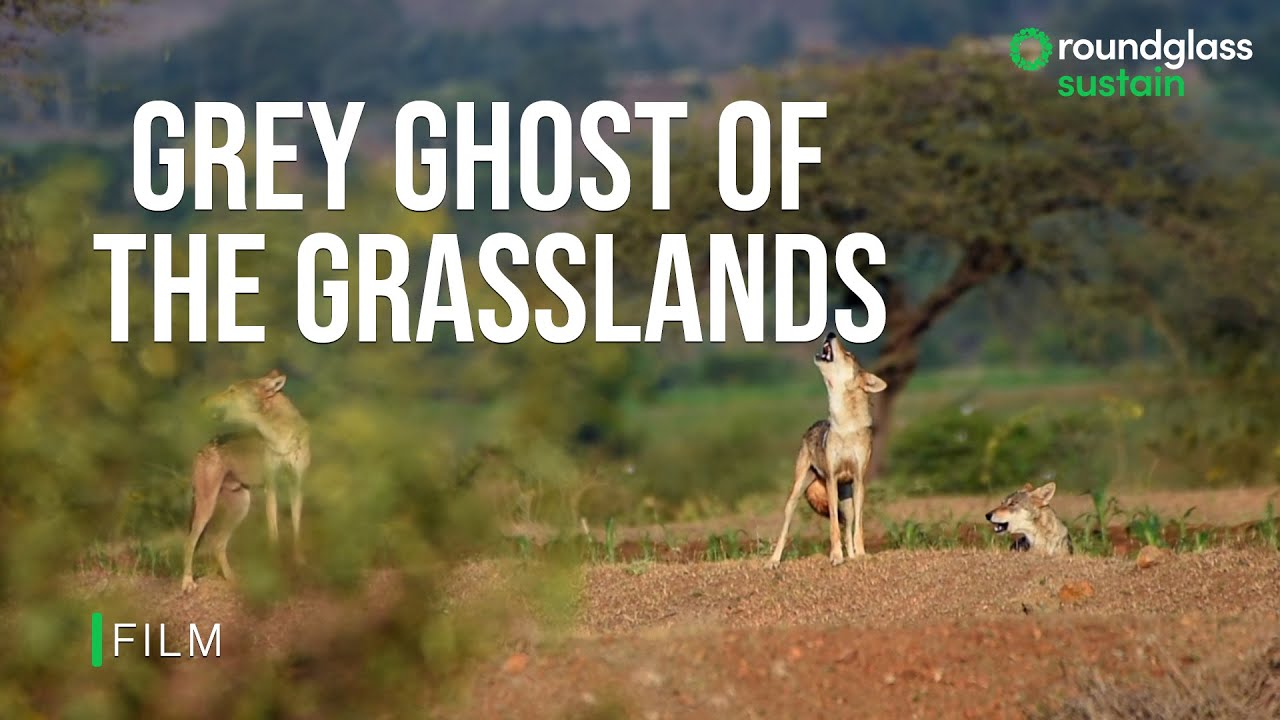 A Reign at Risk: The Indian Grey Wolf and the Grasslands of Saswad