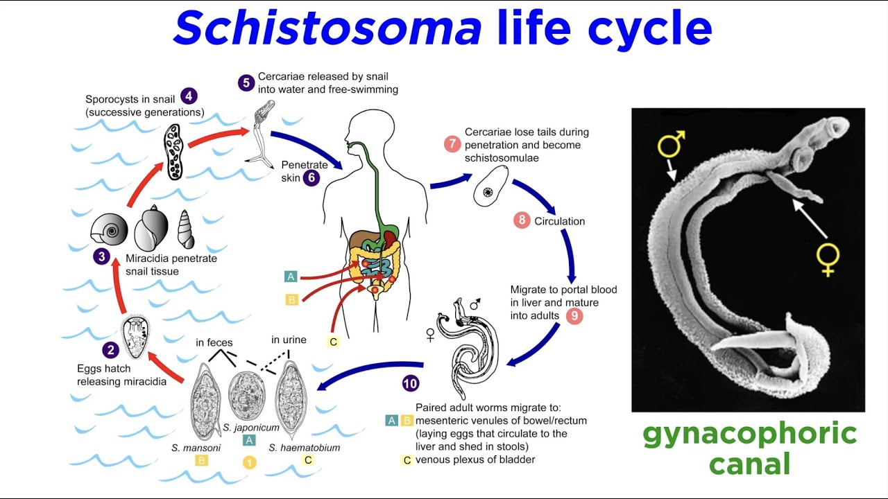 Phylum Platyhelminthes Part 3: Parasitic Trematodes and Monogeneans