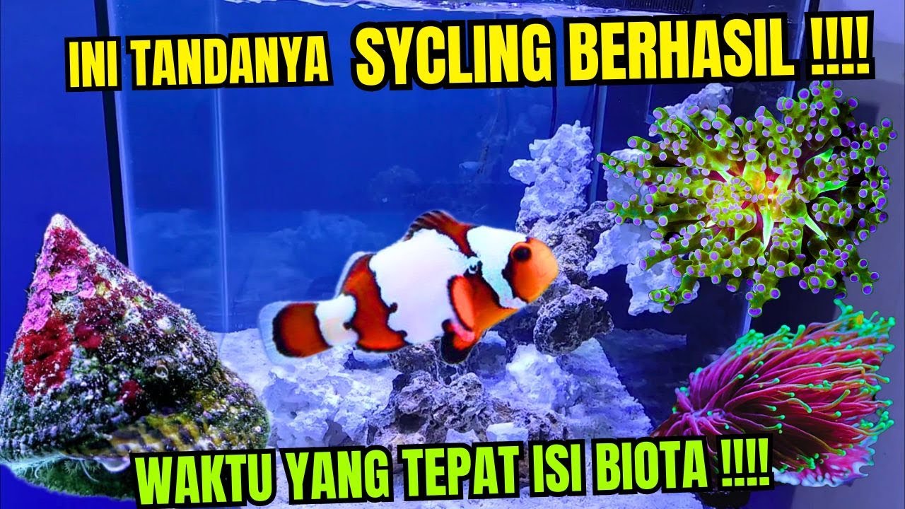 TANDANYA SYCLING BERHASIL DAN WAKTU YANG TEPAT UNTUK ISI BIOTA - AQUARIUM AIR LAUT | REEF TANK