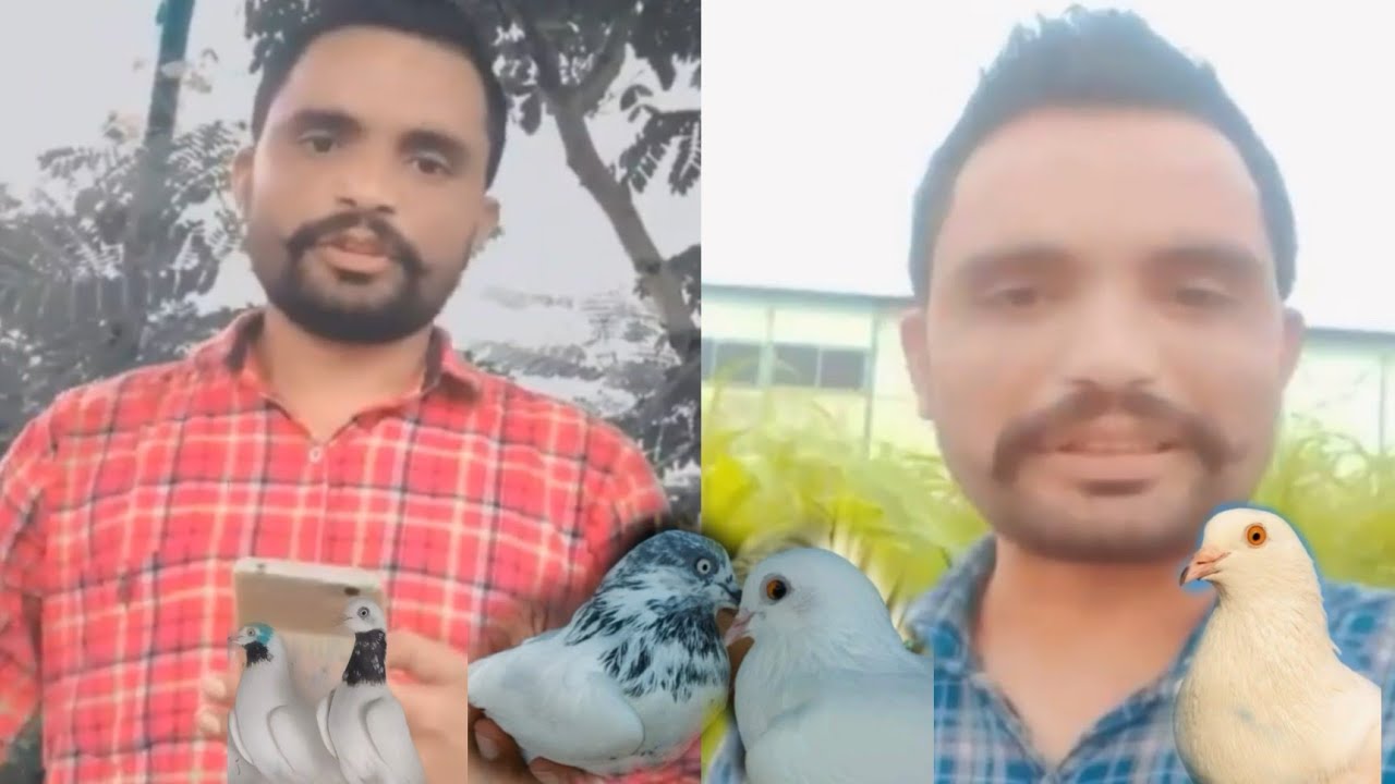 Moor Bappiana || #1 Interview || Moor Bappiana De Jeetu Kabutar || Ikk shok kabutar bazi Da