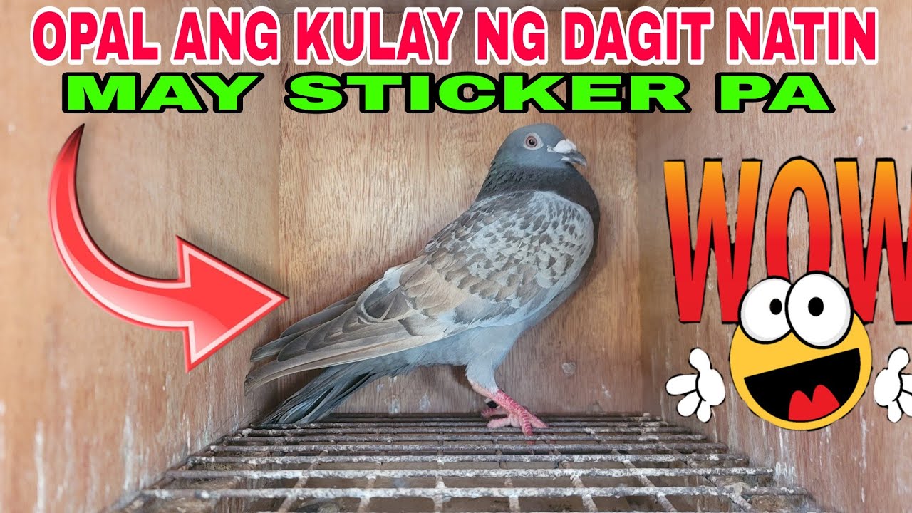 OPAL ANG KULAY NG DAGIT NATIN / NUEVA ECIJA TRAINING #benchsison #longhairtv