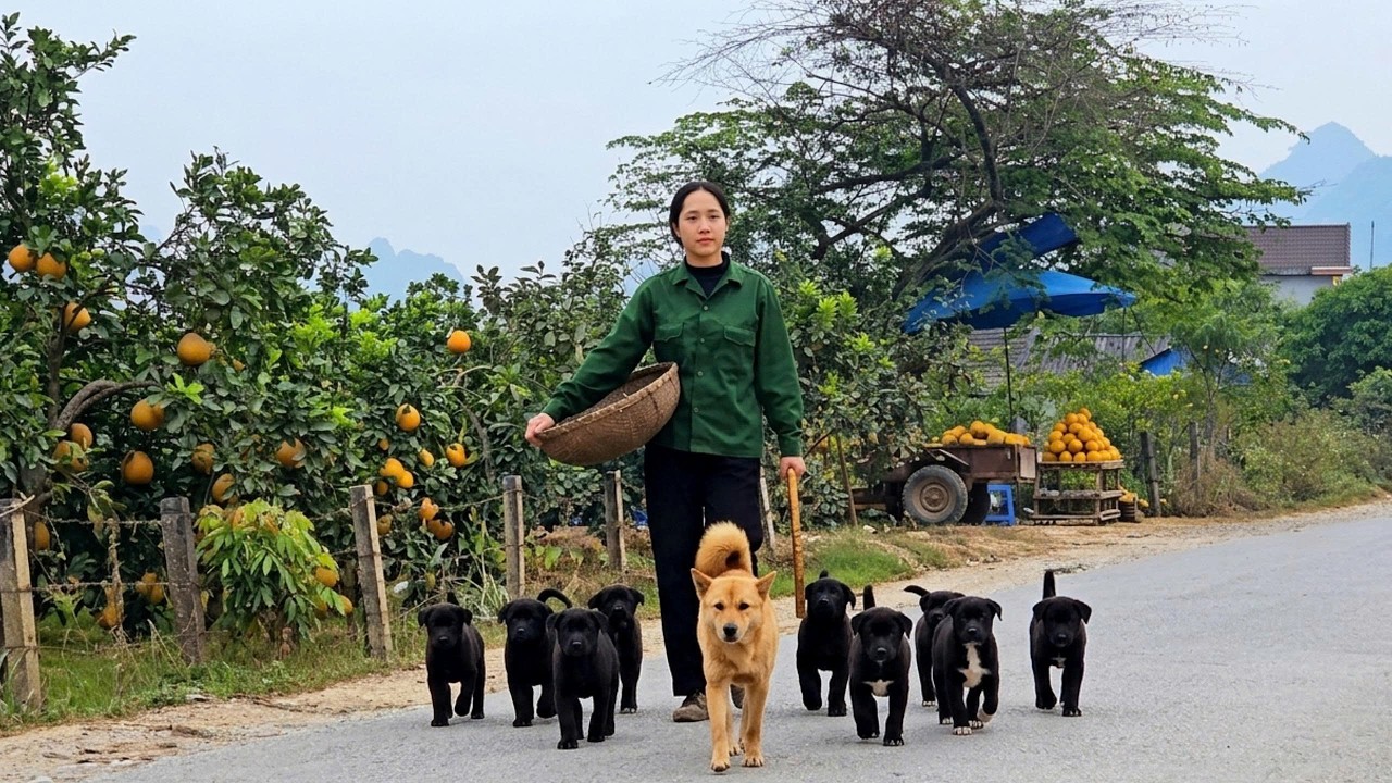 Что придётся делать девушке и её верному псу, чтобы зарабатывать на жизнь? Чтобы жить спокойной жизн