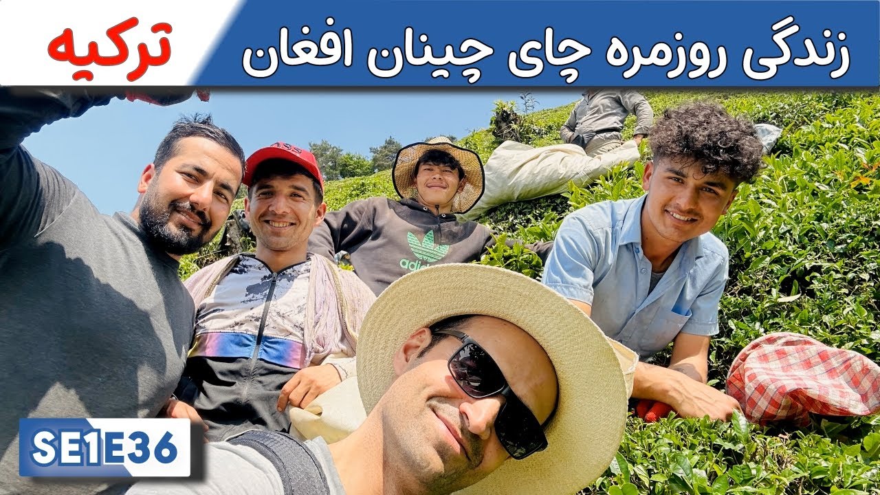 یک روز در زندگی چای‌چینان افغان در ترکیه