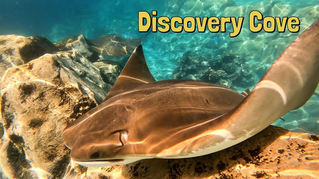 Discovery Cove: Adventure Too Good To Be True