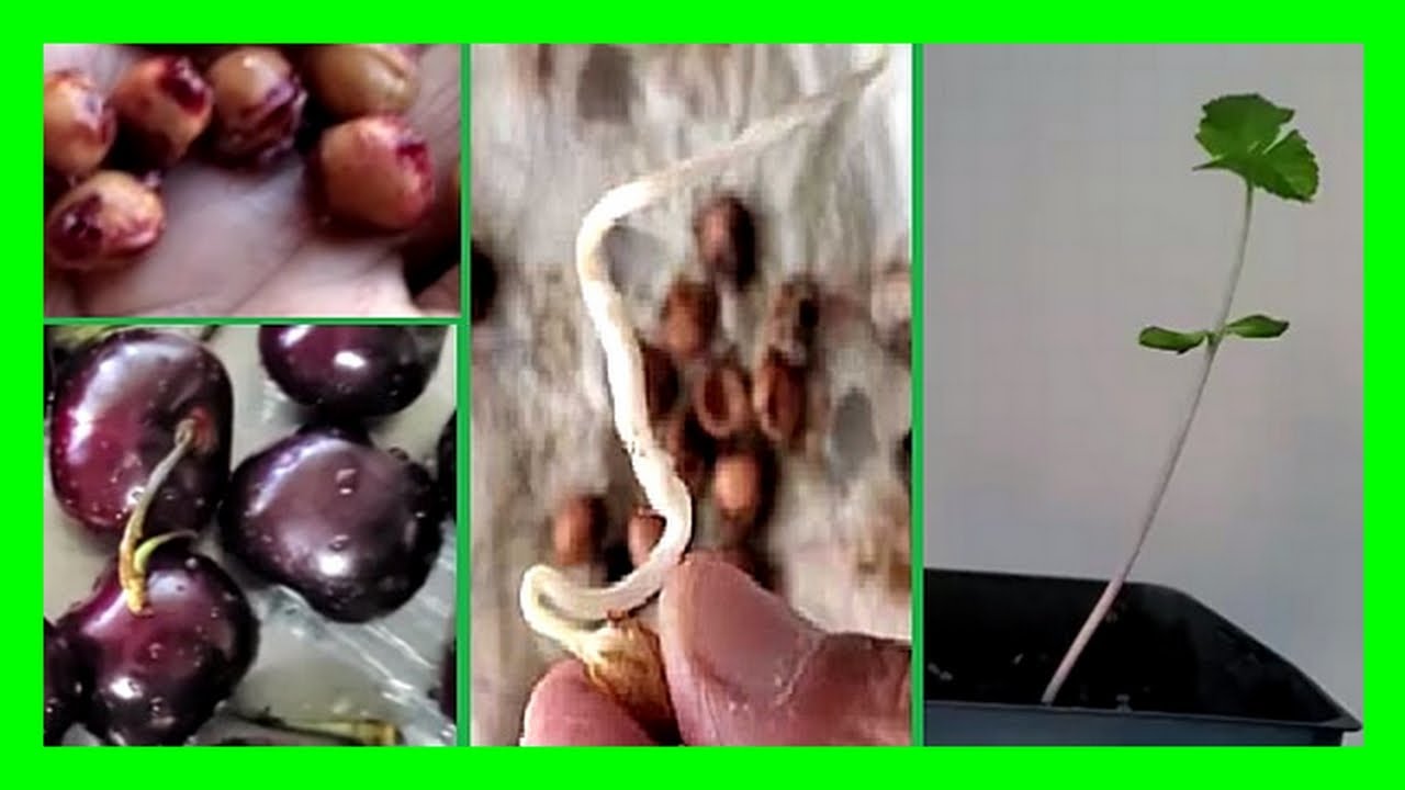 How To Grow Cherries From Seeds | Germinate Cherry Seeds Fast In Paper Towel