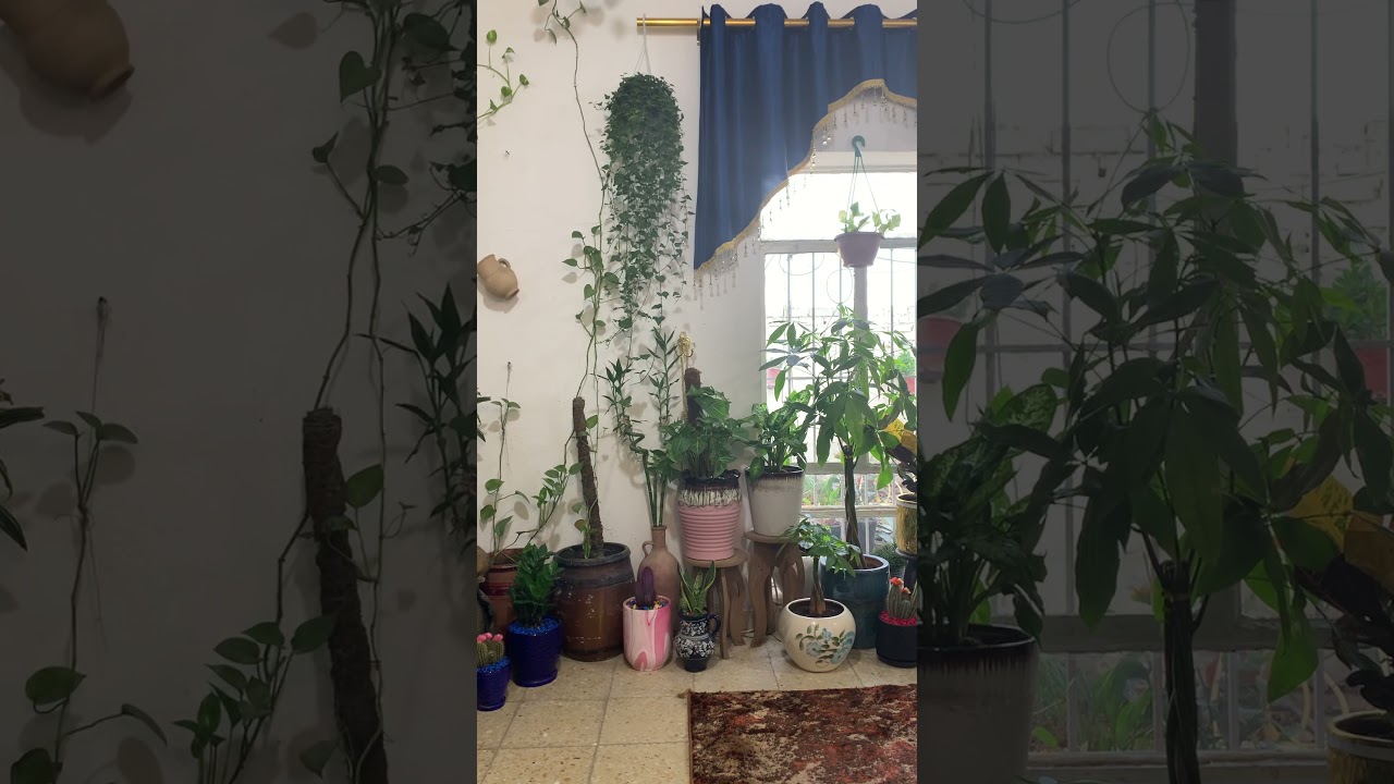 كل مايخص نبات الهيدرا ع قناه نارين كوين للنباتات