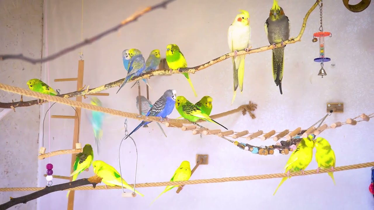 1 Hour of Budgie Spring Symphony! Bring Joy to Your Budgie with Natural Sounds