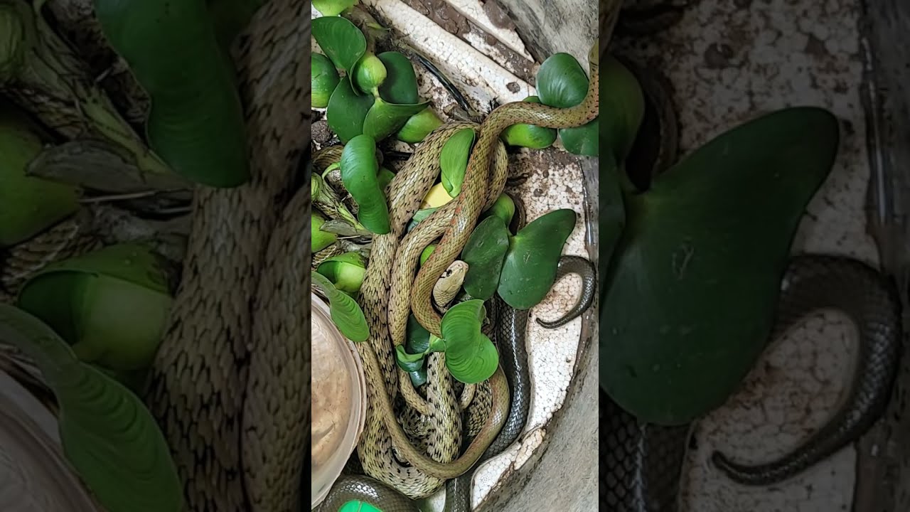 Wildlife, snakes fight for survival in the wild.
