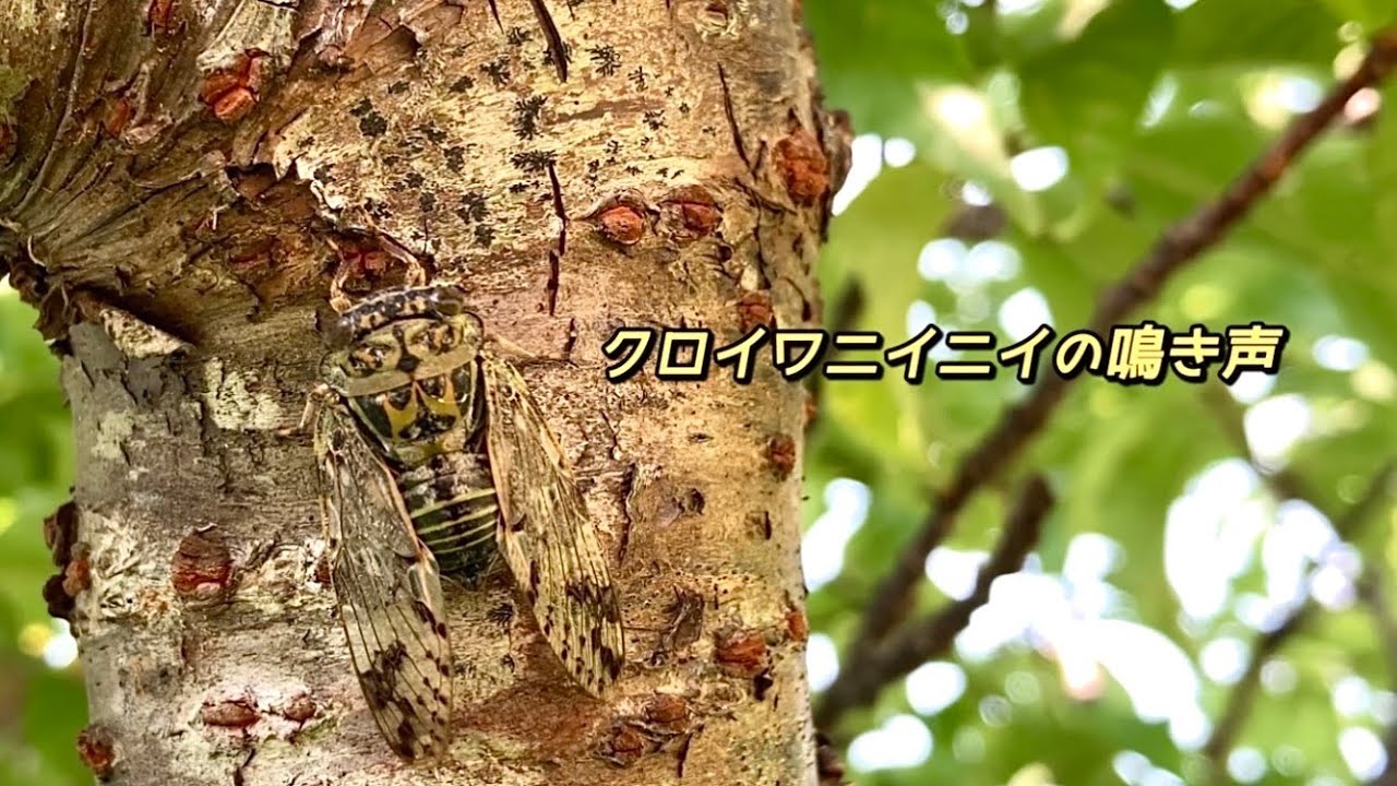 クロイワニイニイ セミの鳴き声沖縄 Platypleura kuroiwae 沖縄の蝉図鑑