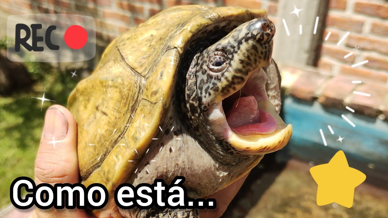 Mi Staurotypus triporcatus, actualización. 🐢🙂🌵