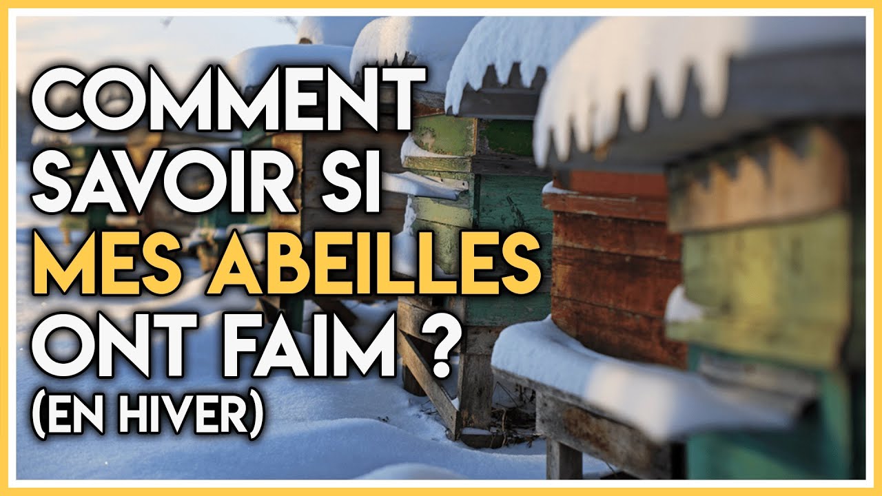 Comment savoir si mes abeilles ont faim ? (En hiver)