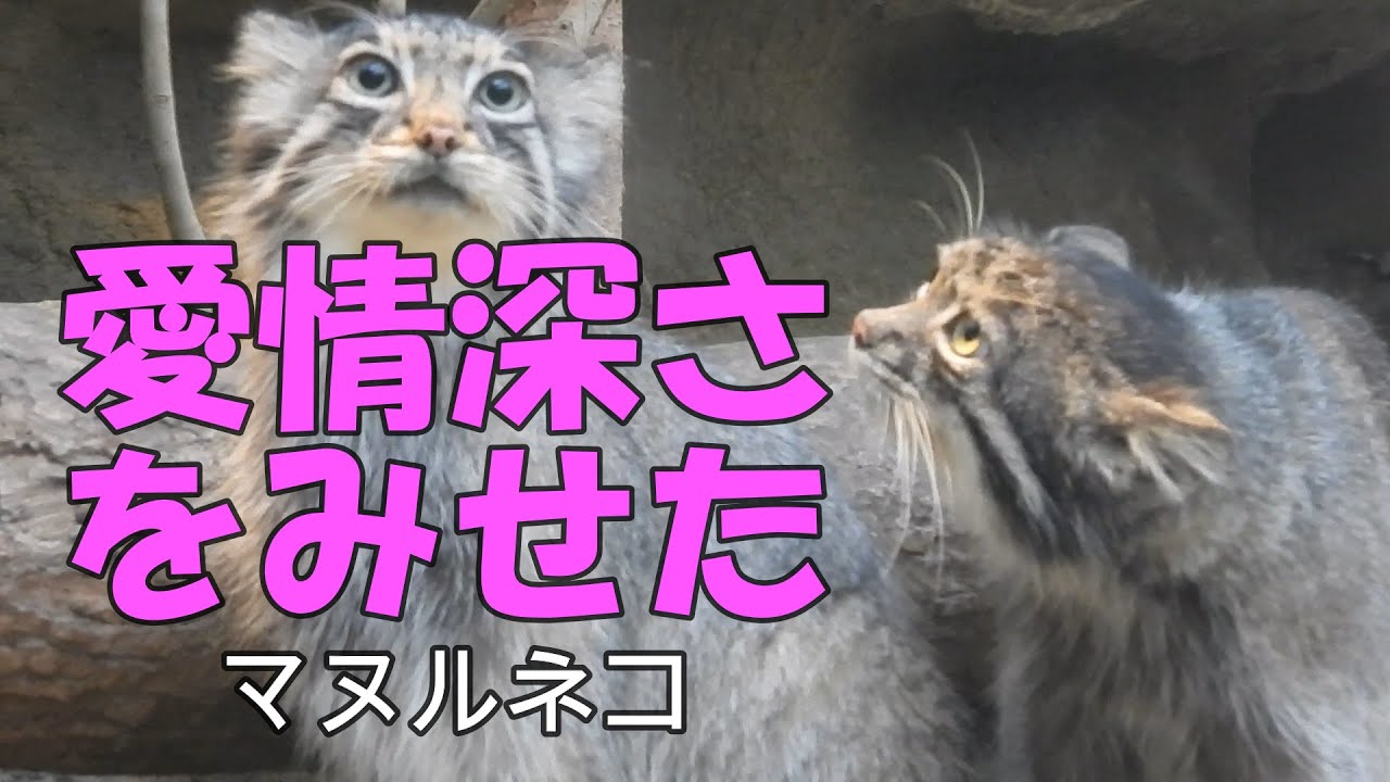 愛情深さをみせたマヌルネコ　神戸どうぶつ王国のマヌルネコ