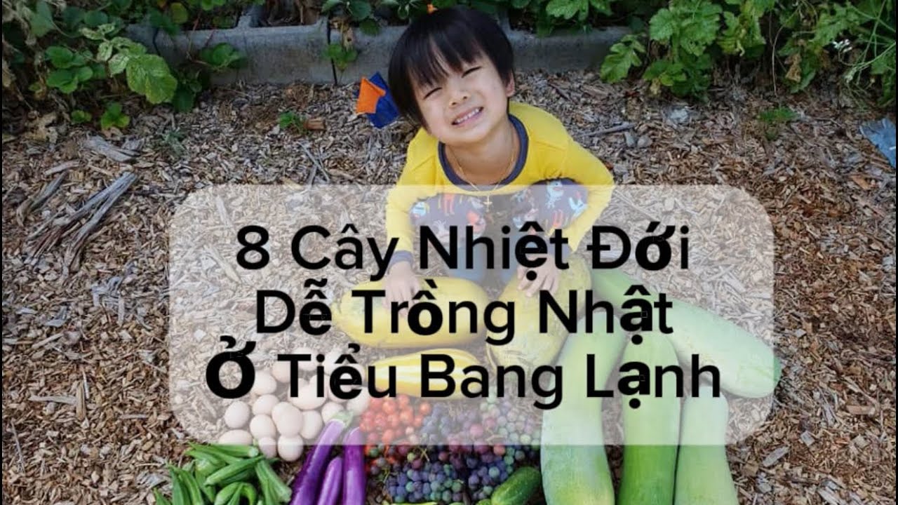 Chia Sẻ 8 Cây Nhiệt Đới Dễ Trồng Nhất Ở Tiểu Bang Lạnh. My Top 8 Easiest Tropical Trees to Grow