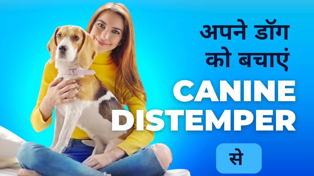 Canine epilepsy and canine distemper diagnosis and treatment in Hindi | Distemper ke lakshan