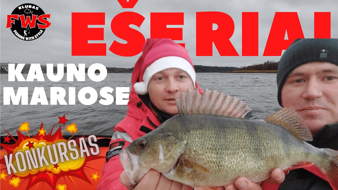 Ešeriai Kauno mariose spiningu dzig rig & drop shot