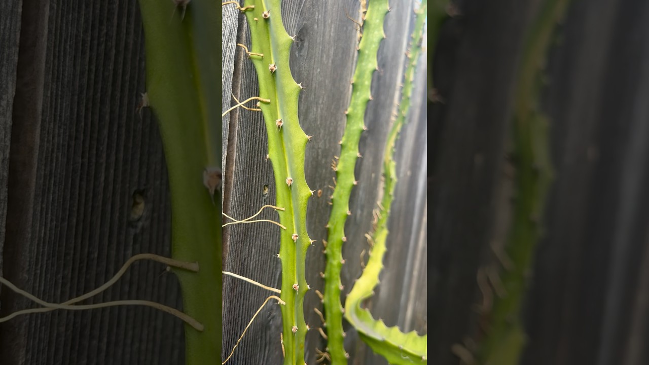 My dragon fruit plant is growing too fast! #gardening #dragonfruit #bestdragonfruit #diygardening