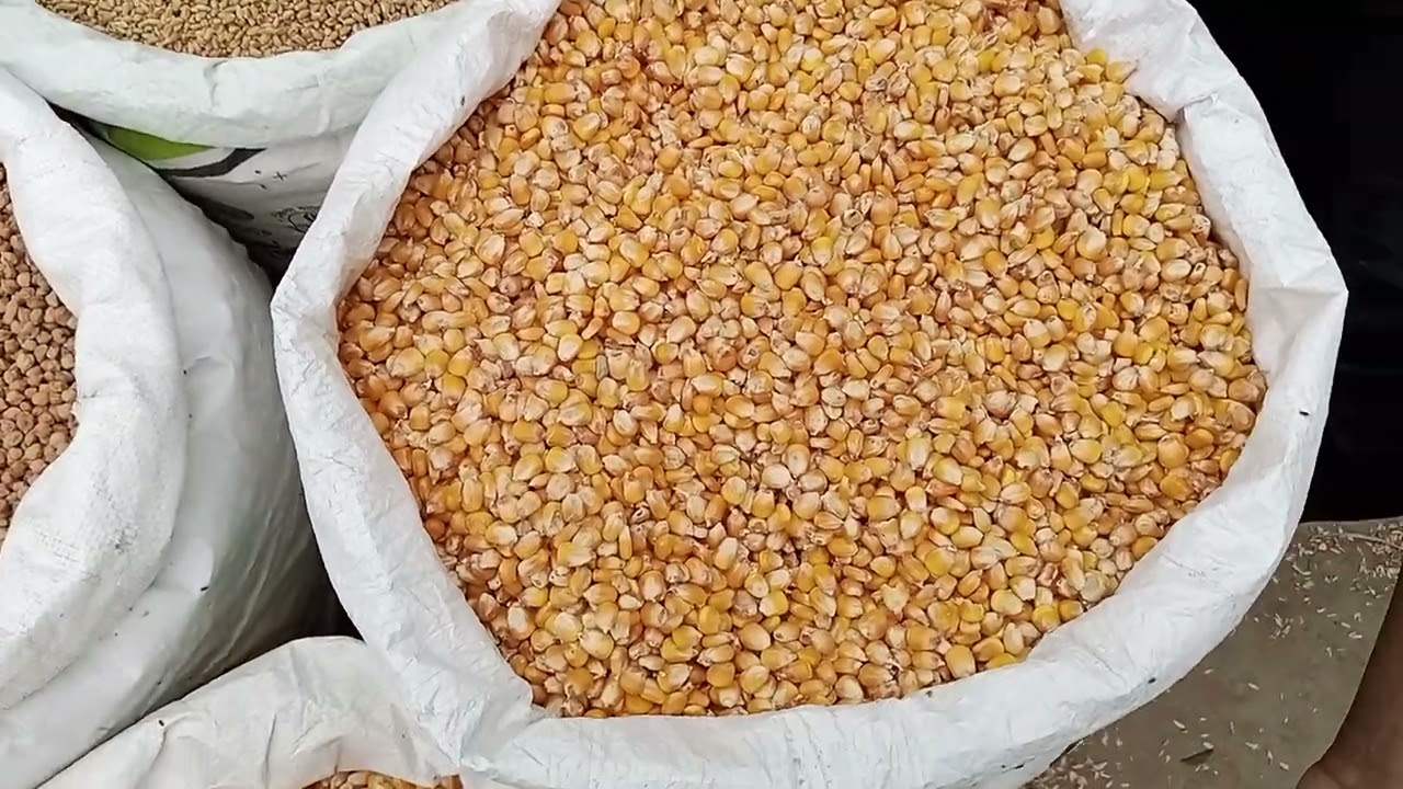 গোম ছোলা মসুর সরিষা খেসারি #হাটে #streetfood #bird ##food #bangladeshistreet #blackpink #বাংলাদেশ