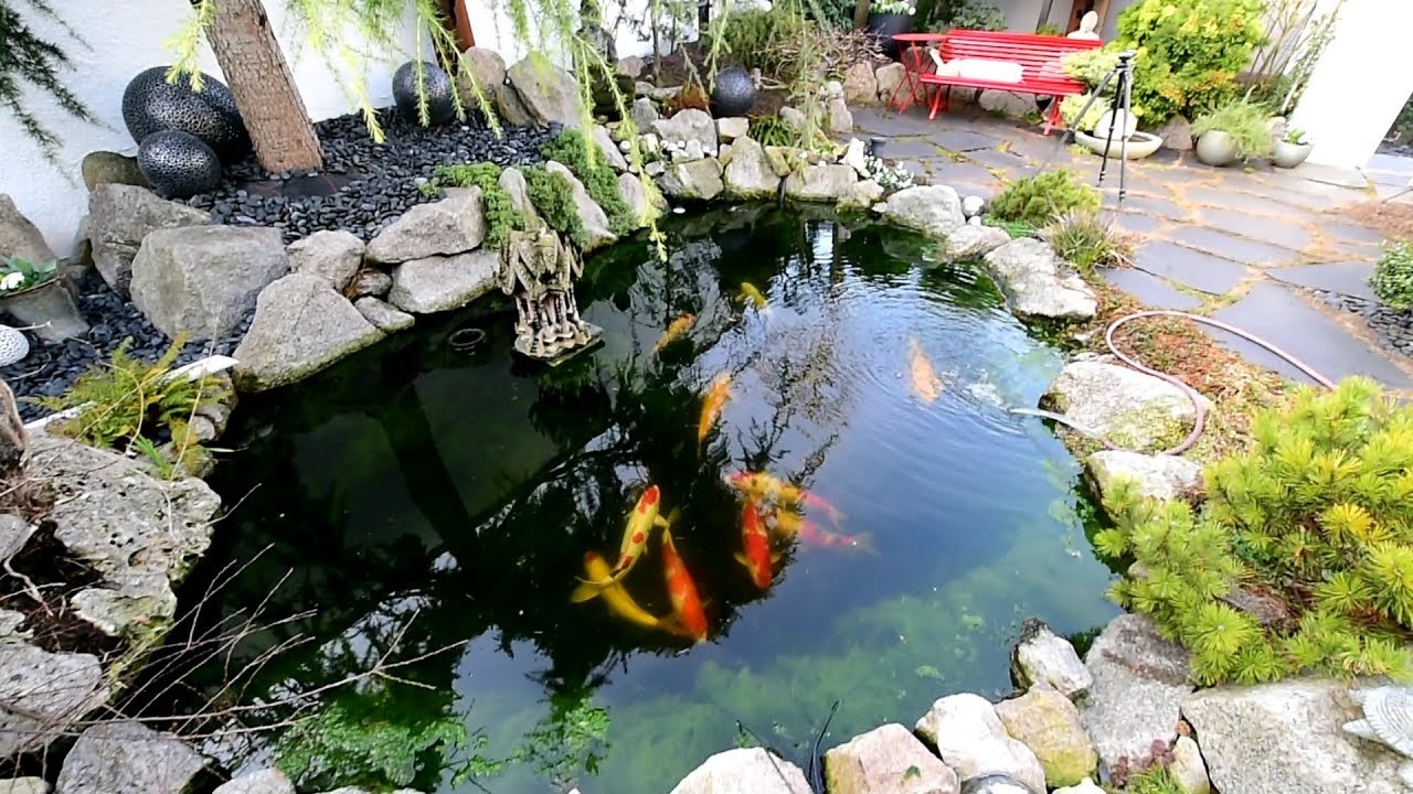Modern Koi Blog #3021 -  Der 5.000 Liter Teich eine Woche später