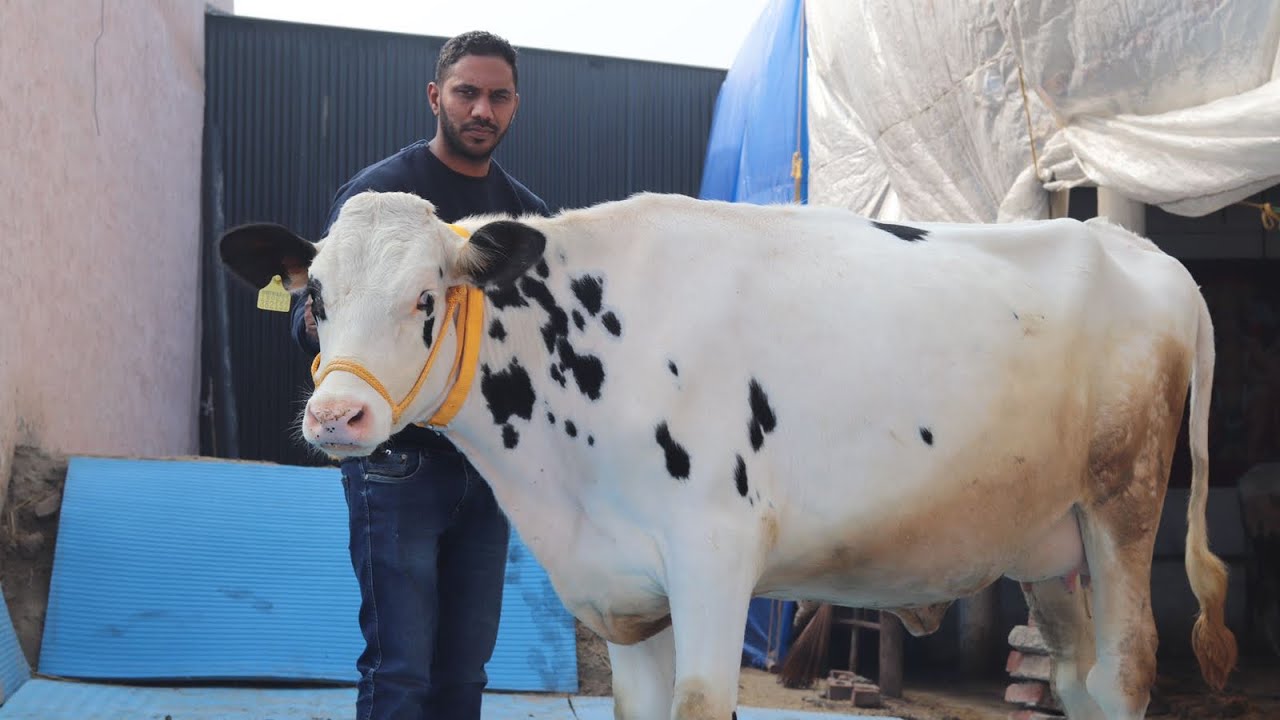 Maratha Dairy Farm || Number-1 In Karnal - Haryana || Top Breed at Low rates