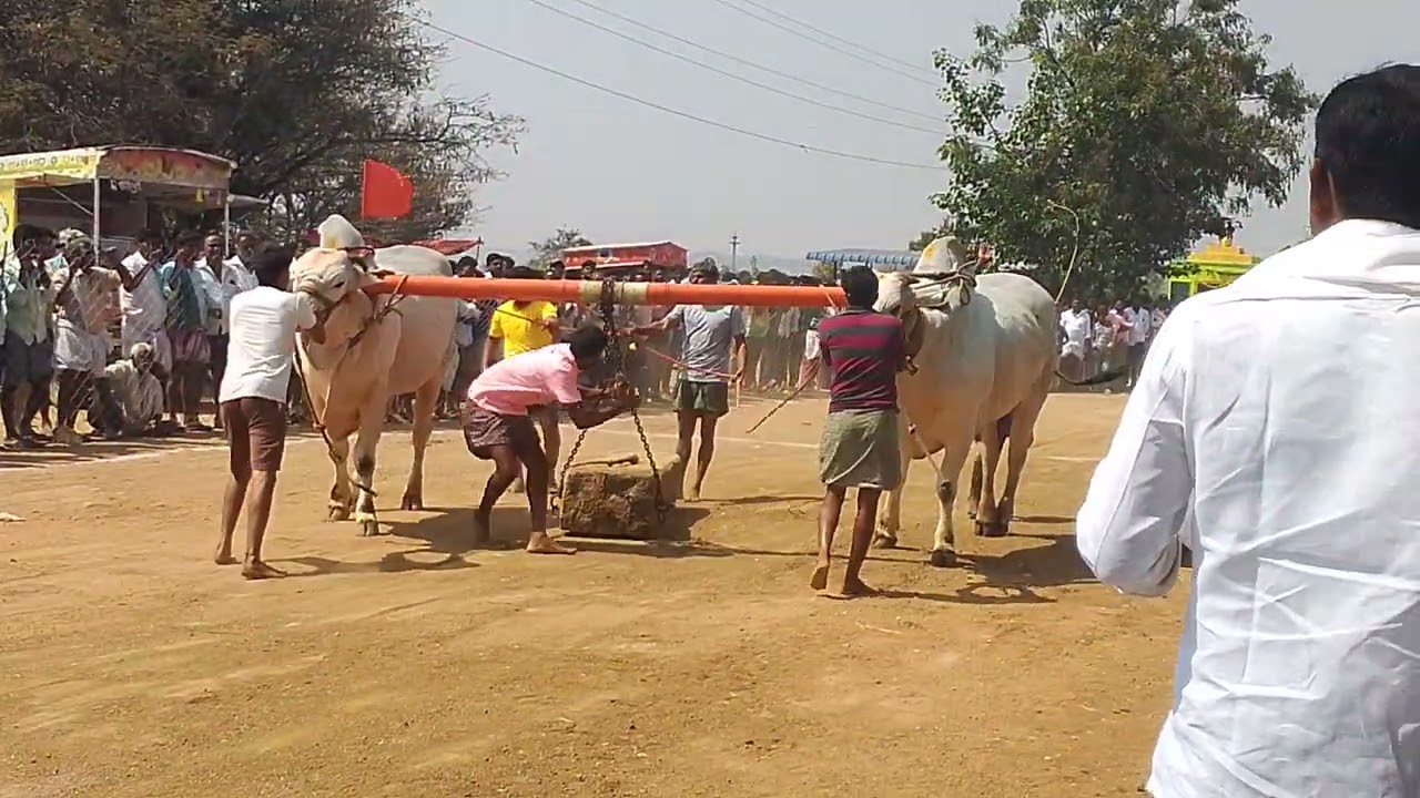 2026💥 జత- 3🐂 Sri Pedda kadirappa Swamy Konda 🙏 న్యూ Category విభాగం 