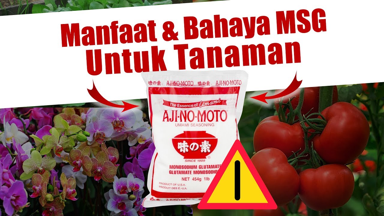 Seri Pemupukan 16. Manfaat, Bahaya & Dosis  MSG / Ajinomoto Bagi Tanaman - Cabe, Padi, Bunga.