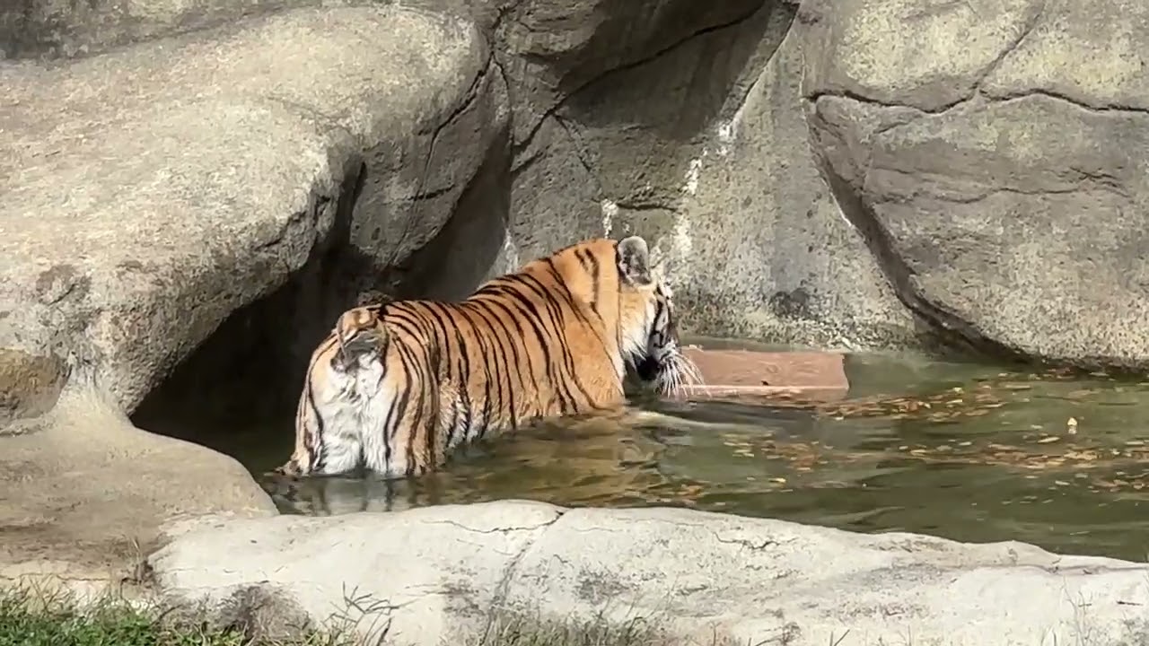 Brookfield Zoo Chicago   Whirl the Tiger at play