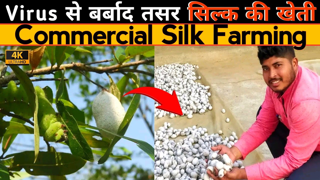Tasar Silk Farming | Virus attack in Tasar Silk worm | सिल्क वर्म के Virus जनित रोग से छुटकारा 👍