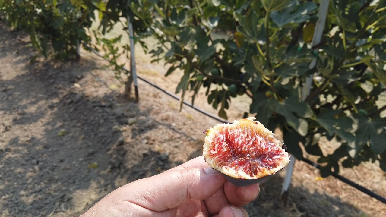 Achaika Movia Fig - 22 августа 2020 г.