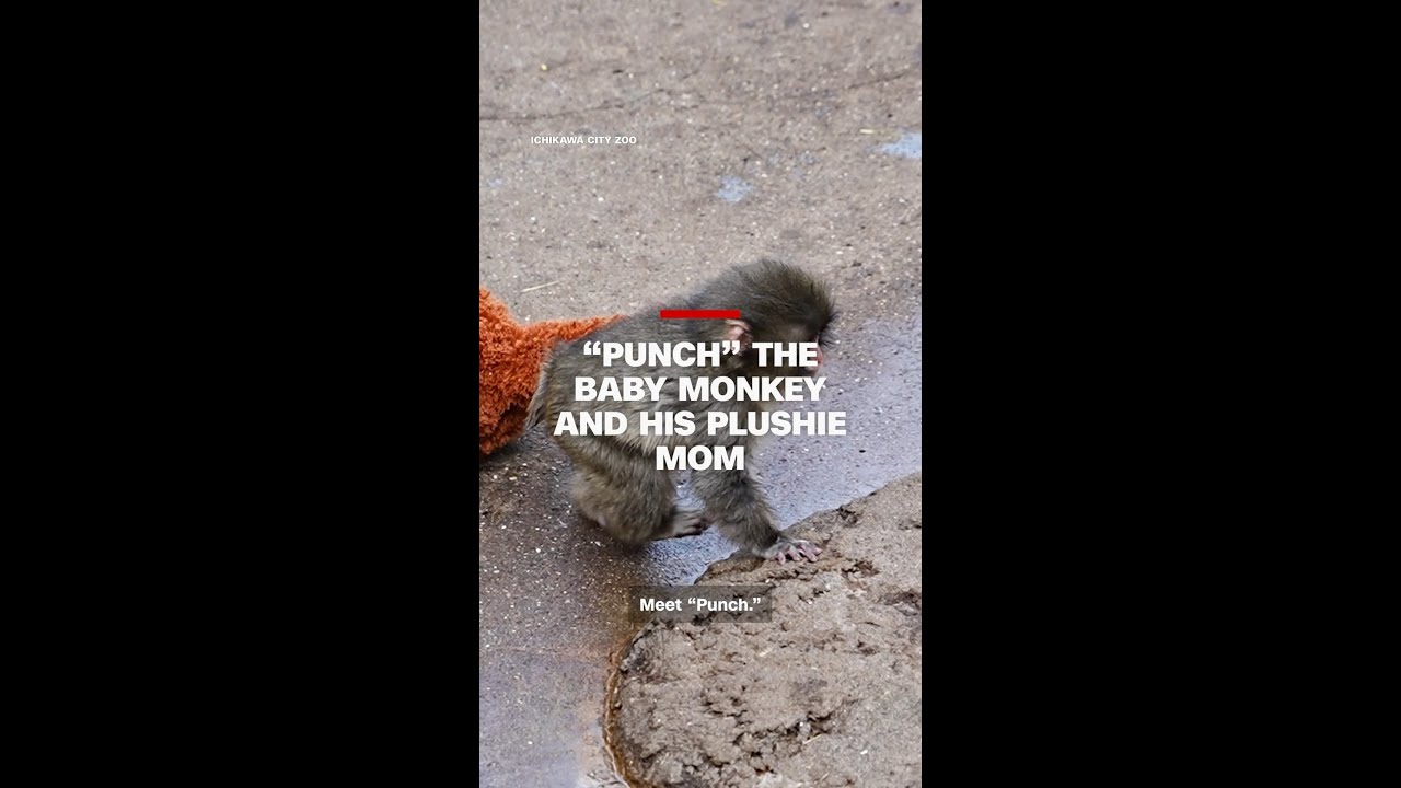 Baby monkey named 'Punch' clings to his plushie mom, winning the hearts of thousands worldwide