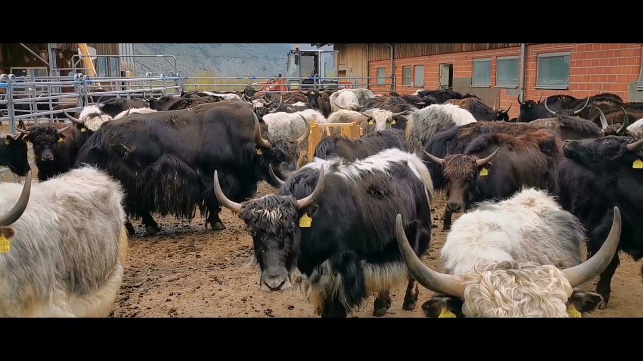 བོད། Tibet Yak 🐃Andermatt Switzerland 🇨🇭 ②⓪②① YouTube