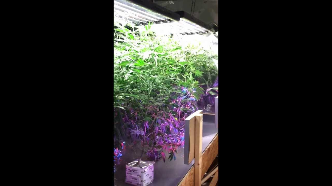 t5 grow room