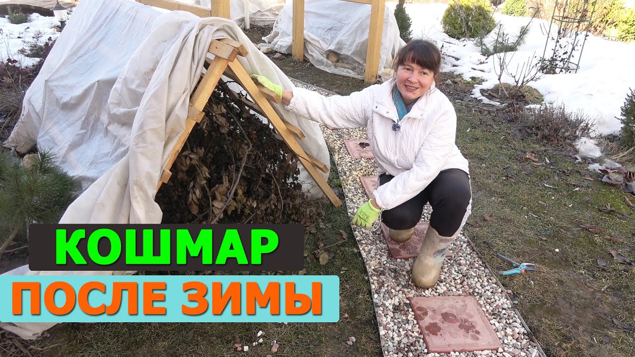УЖАС САДОВОДА. Розы черные! Лаванда сухая! Гортензии потрескались!