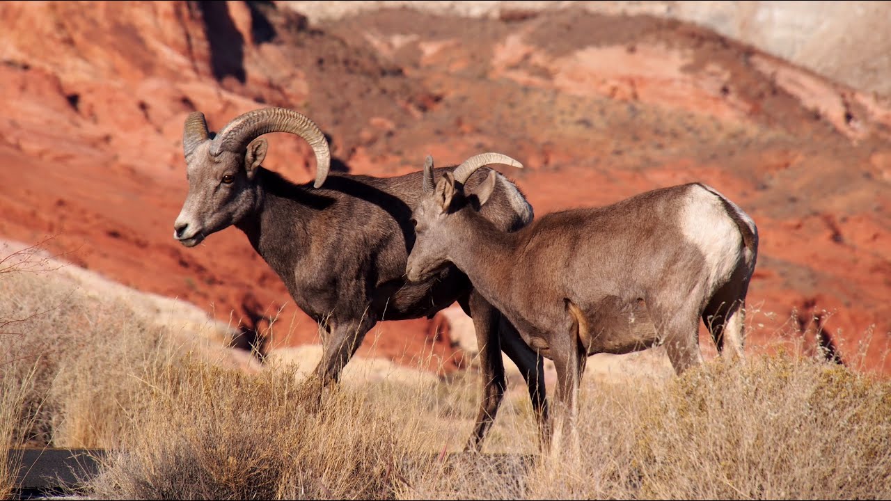 USA 2019; 31 Oktober. Letzter Urlaubstag - Halloween  & Gruseln im Valley of Fire!