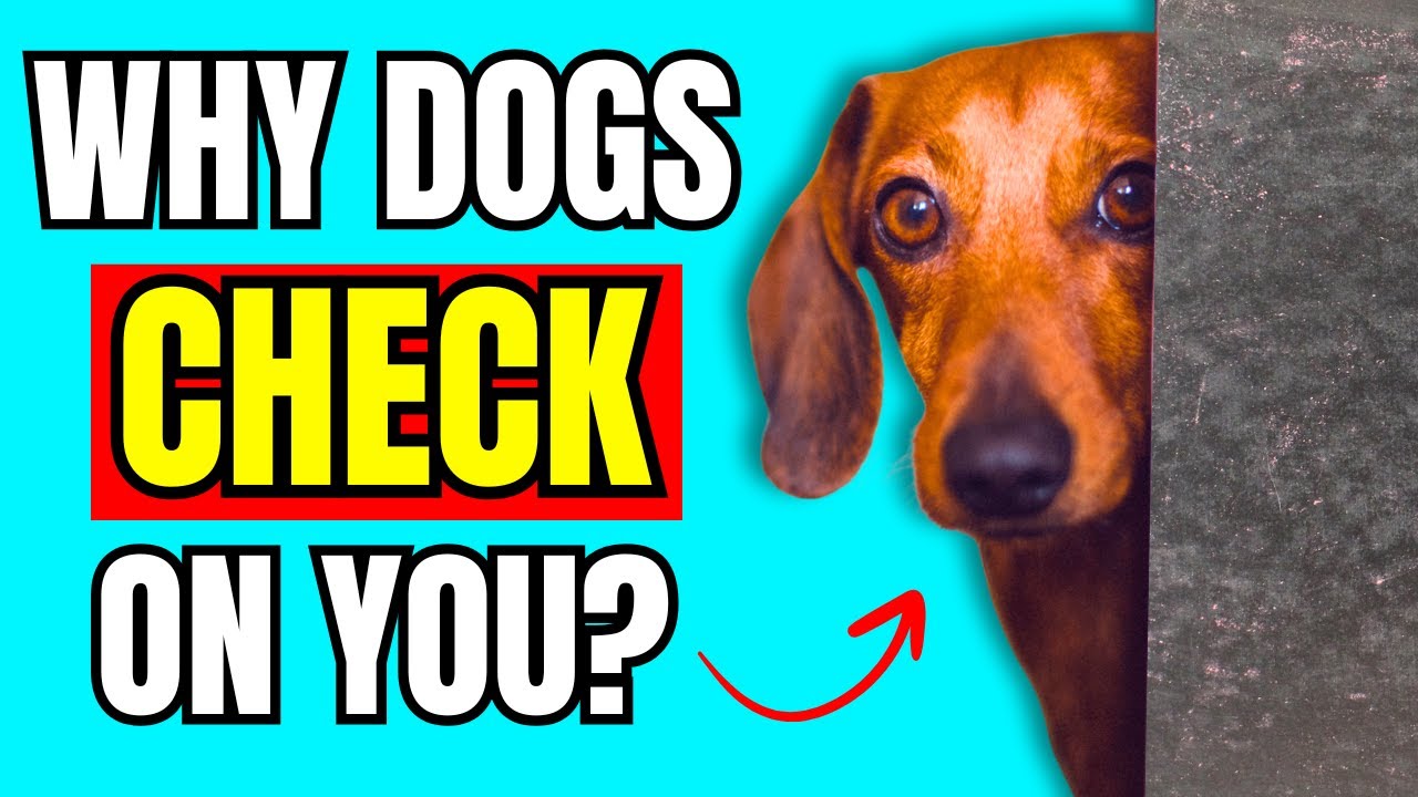 If Dogs Keep CHECKING On You, This Is What It Really Means