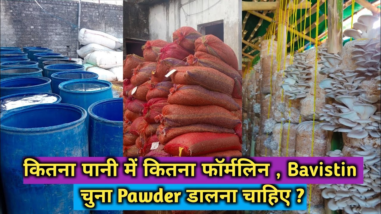 मशरूम का भूसा स्टेरलाइजेशन में farmalin, bavistin और चुना कितना यूज करें।#sterilization#bpchaudhari