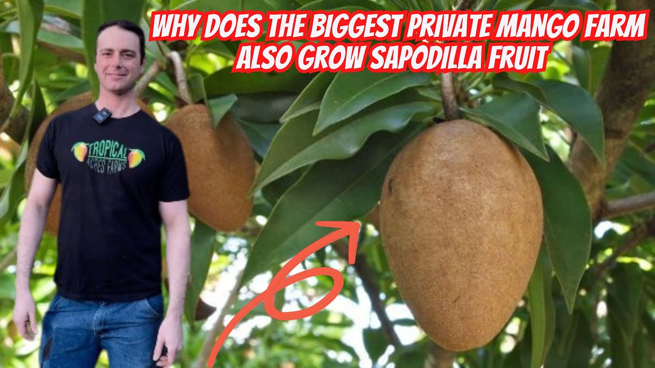 Exploring Sapodilla Varieties with Alex at Tropical Acres Farms