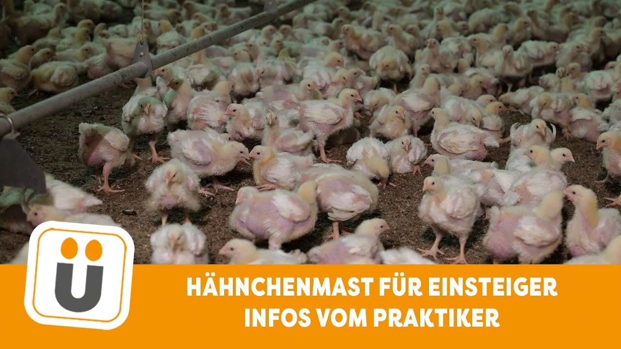 Hähnchenmast Informationen für Einsteiger 