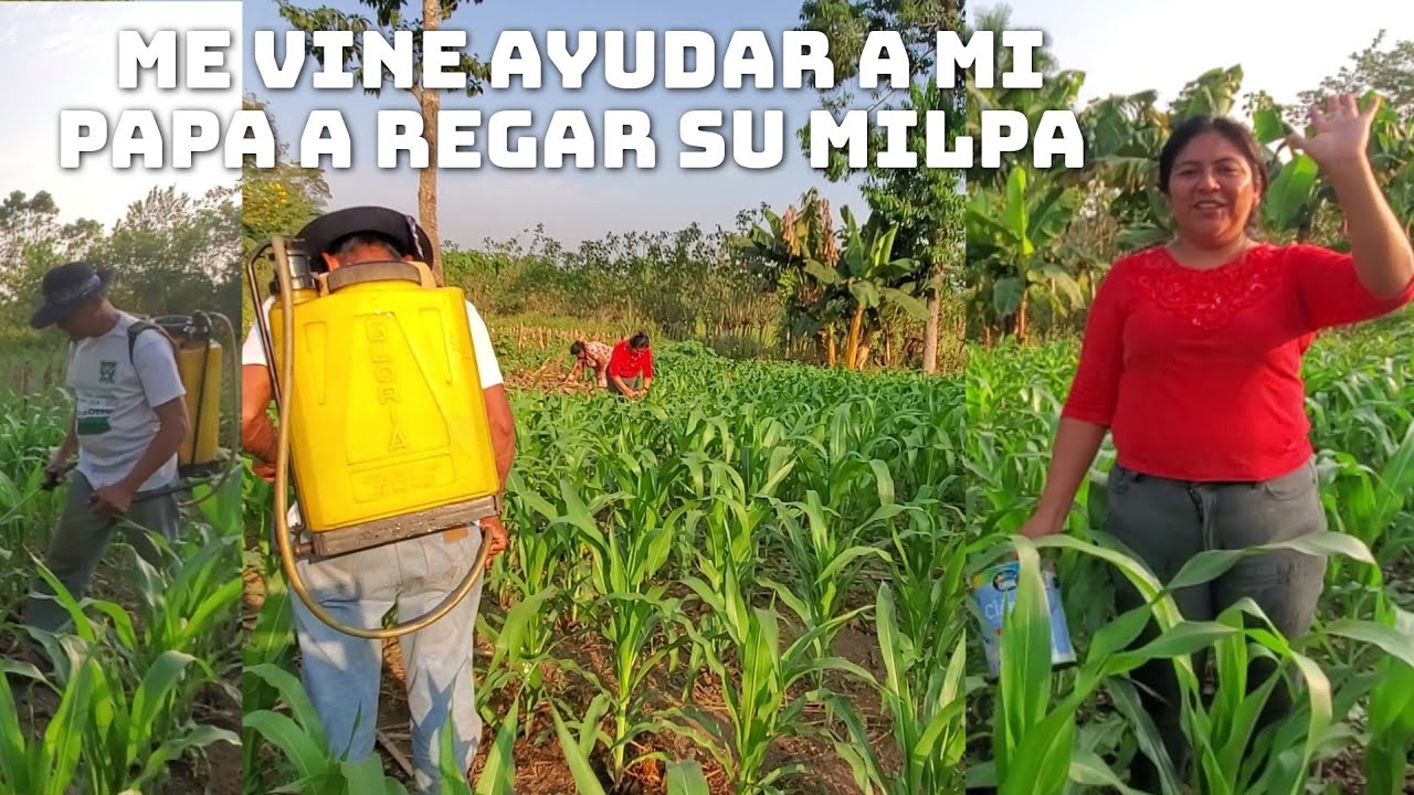 Ni Te Inmajinas La Cantidad De Siebras🌱🥬🥒Q Tiene Mi Papa En Puro Verano Así Las Riega Día Día  