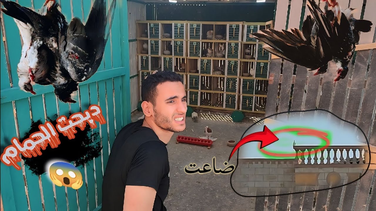دبح،ت الحمام😯وفي حمام ضاع (وحصلت نصيبه عند الزاجل 😱)