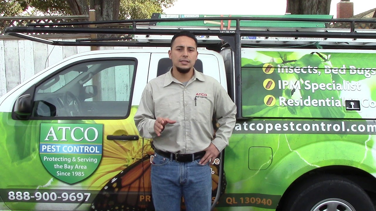 2 Different Types Of Ants Found In Northern California - Atco Pest Control