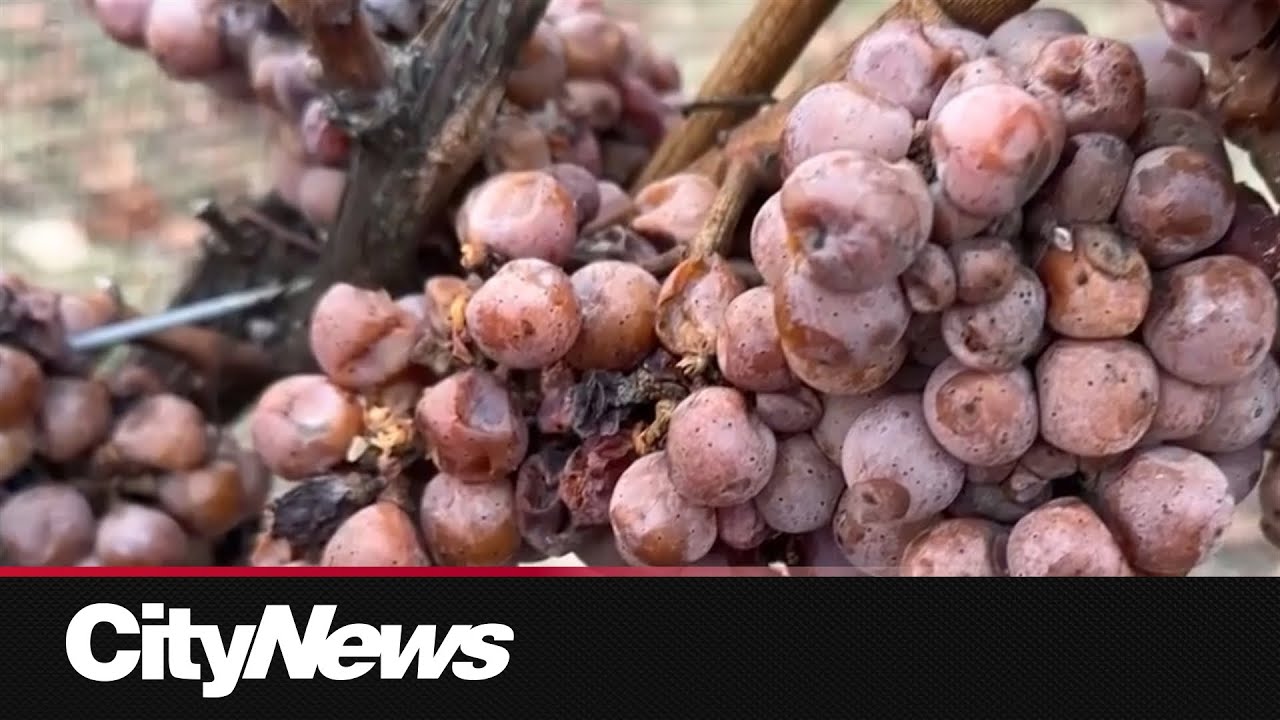 Ontario growers eye comeback for ice wine