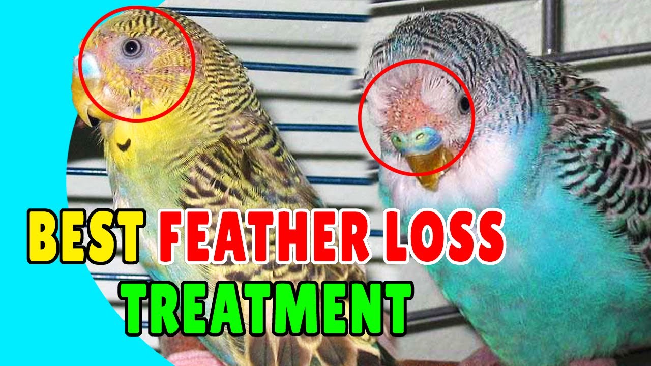 BIRDS FEATHER LOSS MEDICINE 😃👌 Best Treatment for Feather Loss of Birds | Happy Budgies