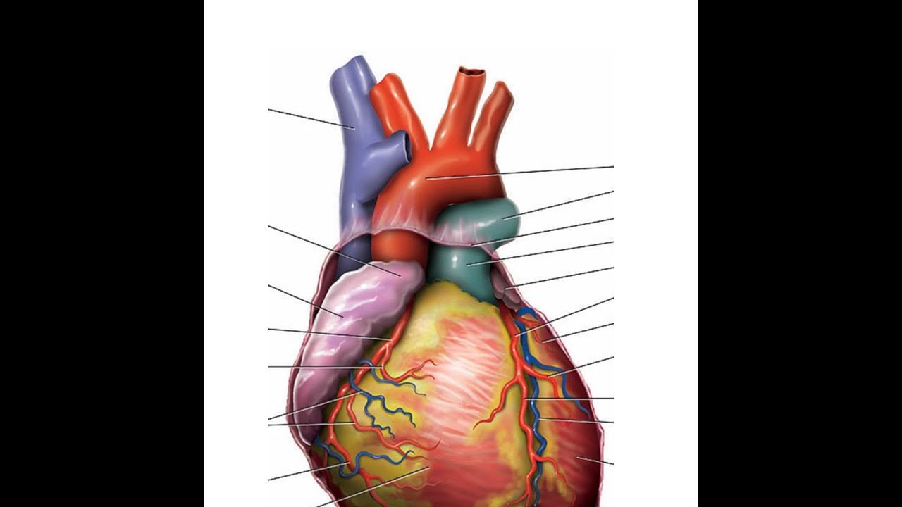 Was ist ein Organ? Basiskenntnisse für Heilberufe