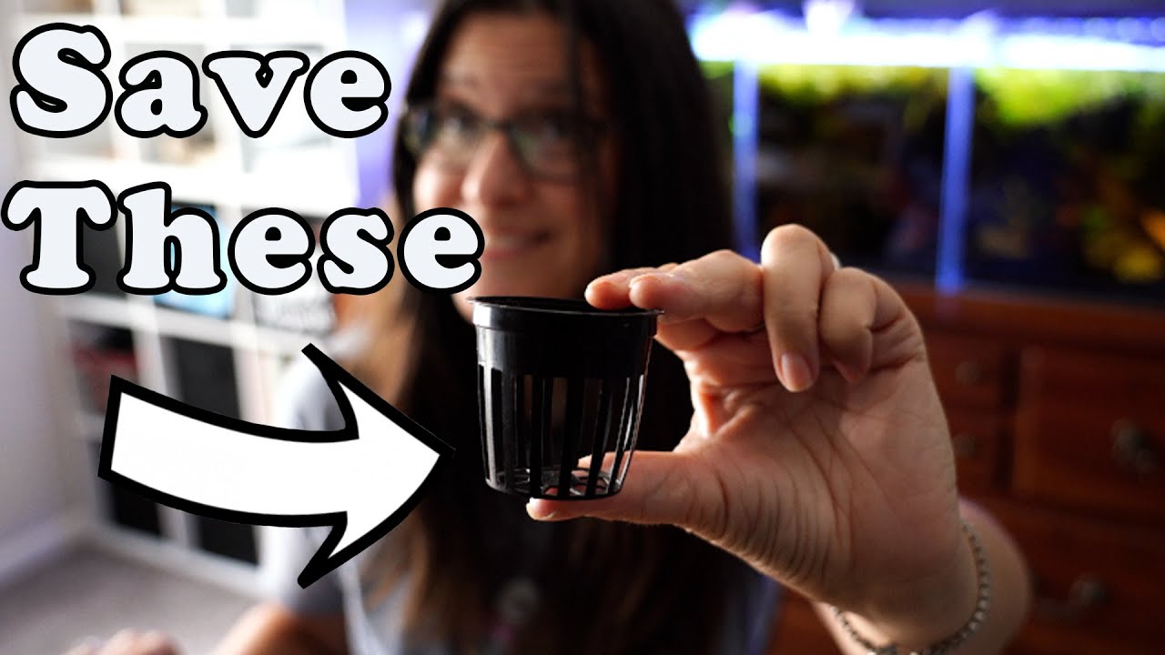 Awesome Aquarium Planting Hacks Using a Net Pot!