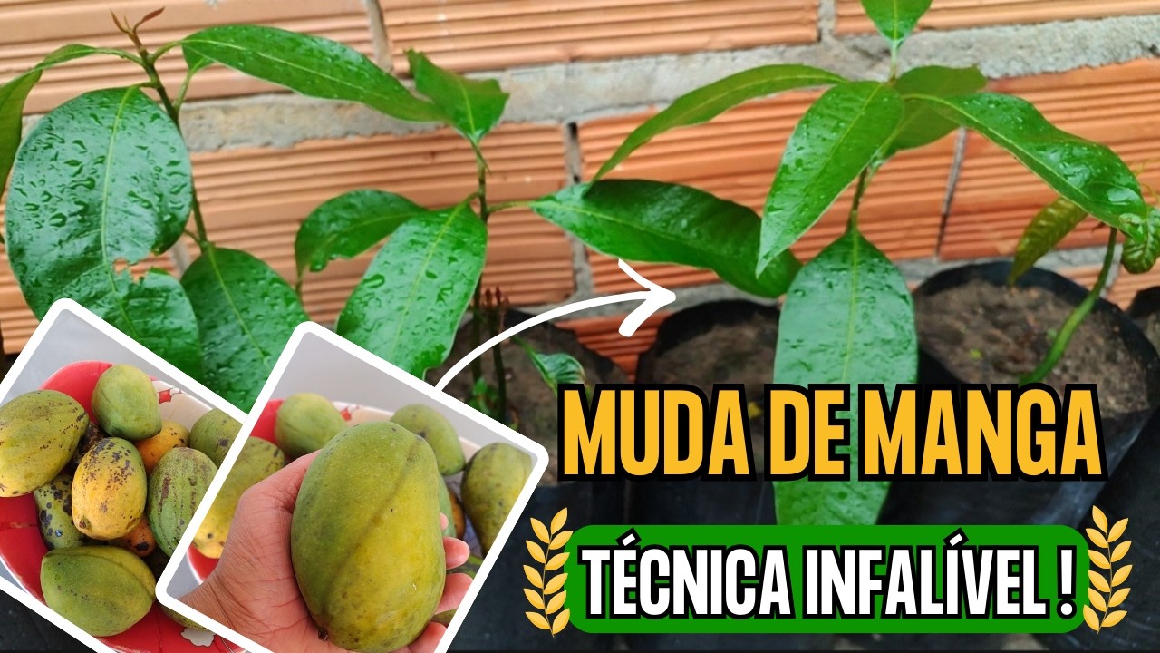 Como fazer MUDA DE MANGA através do caroço - Técnica Correta para plantar Caroço De Manga
