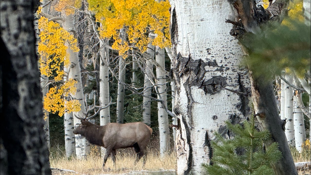 2025 Season Episode 3 Utah Elk Spike Hunt 10/3/2025