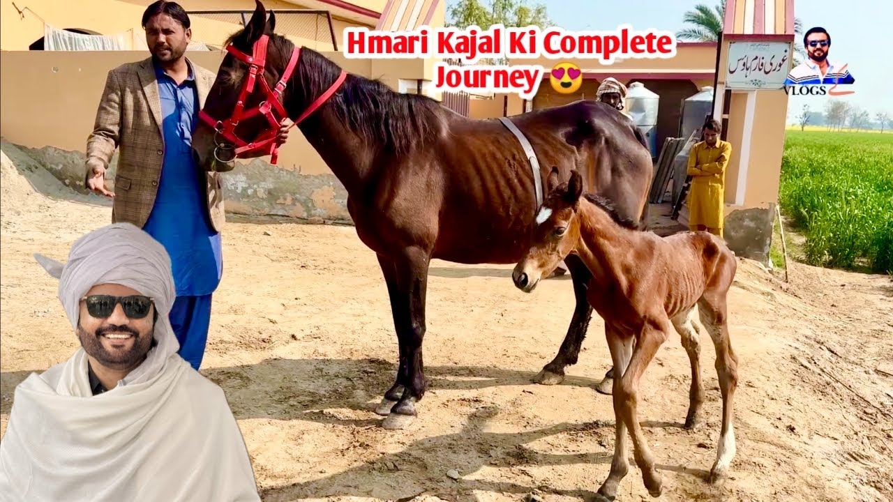 Yeh Sirf Ghodi Nahi, Hamari Jaan Hai 💕 | Kajal Ki Journey